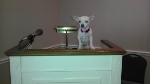 Puppy on pulpit
